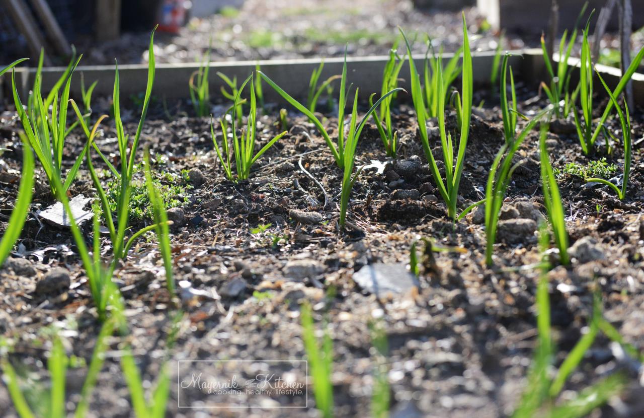 Garlic - Mayernik Garden - Northern New Jersey - #mayernikkitchen