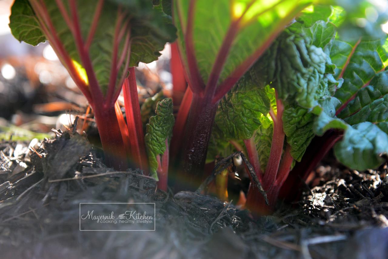 Rhubarb - Mayernik Garden - Northern New Jersey - #mayernikkitchen