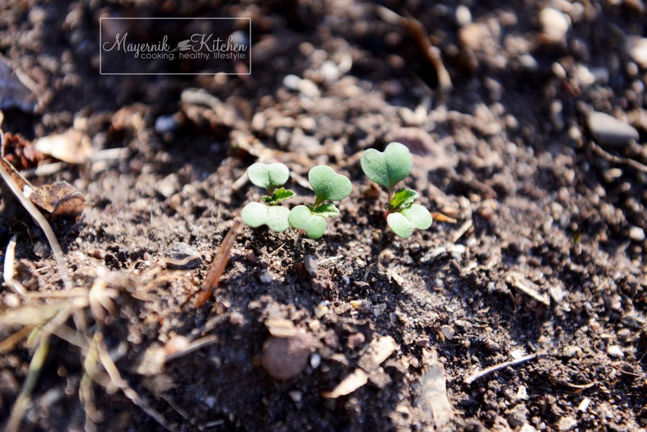 Radish - Mayernik Garden - Northern New Jersey