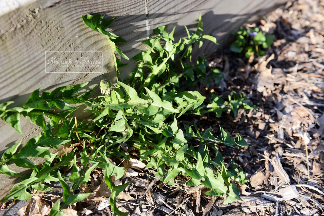 Dandelion - Mayernik Garden - Northern New Jersey