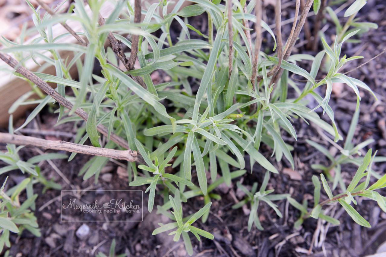 Tarragon - Mayernik Garden - Northern New Jersey - #mayernikkitchen