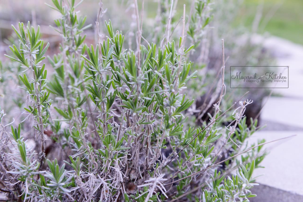 Lavender - Mayernik Garden - Northern New Jersey - #mayernikkitchen