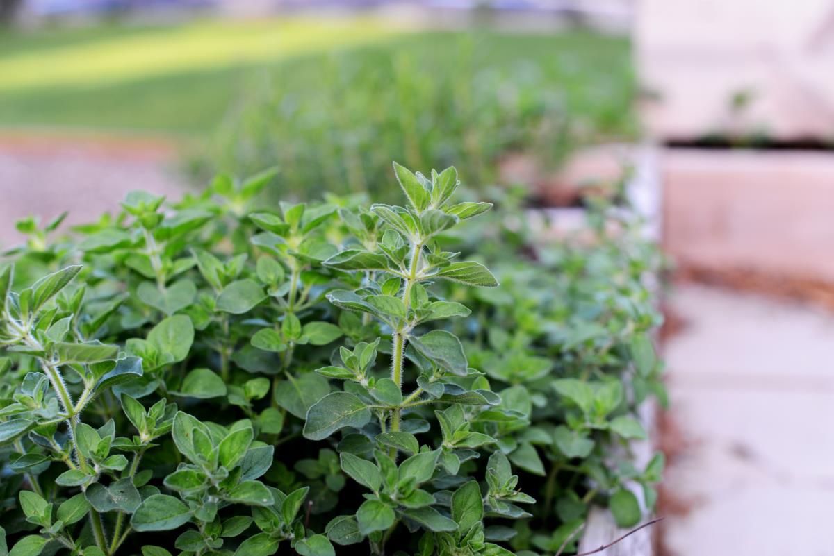 live oregano plant in a pot