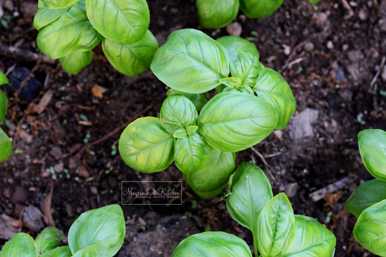 Basil - Mayernik Garden - Mayernik Kitchen