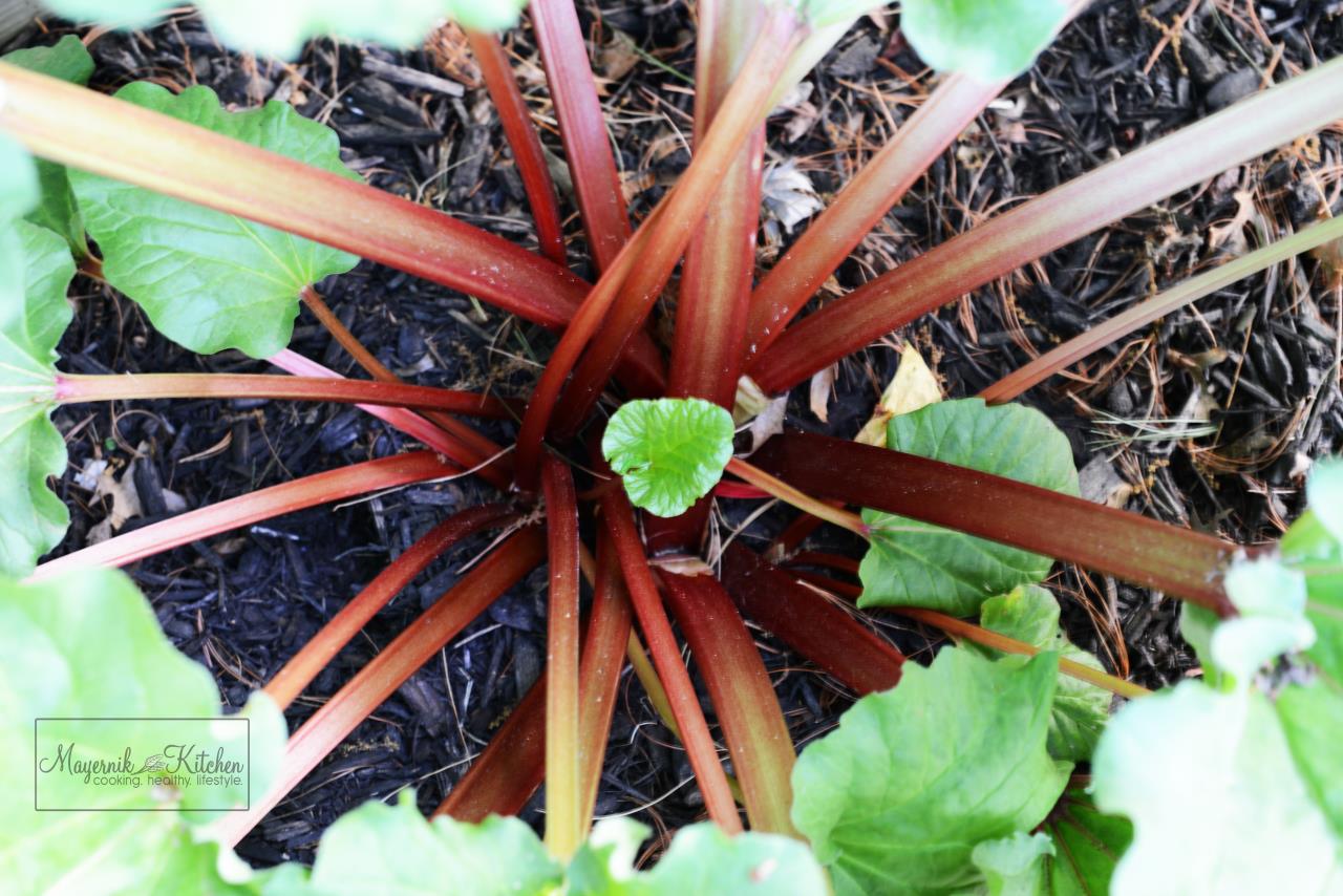 Rhubarb - Mayernik Garden - Mayernik Kitchen