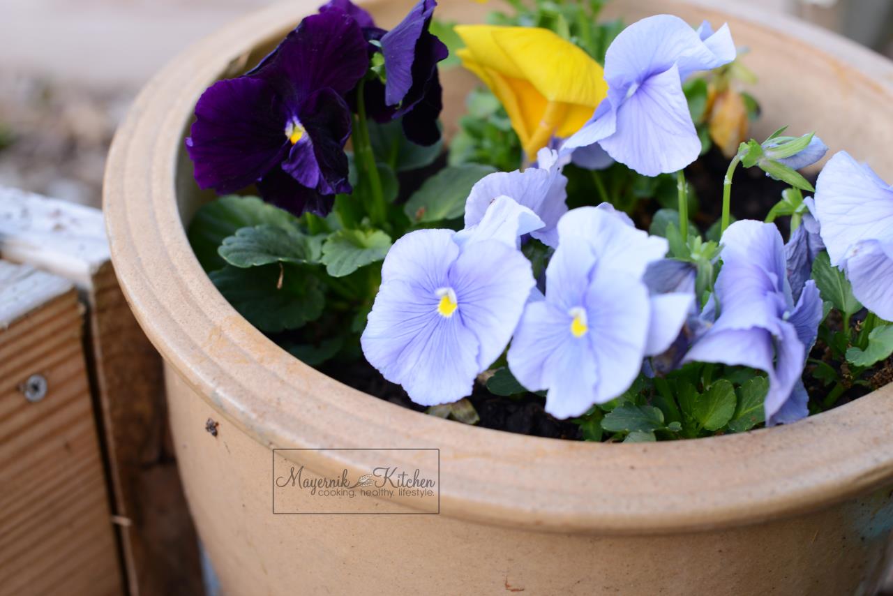 Pansies - Mayernik Garden - Mayernik Kitchen