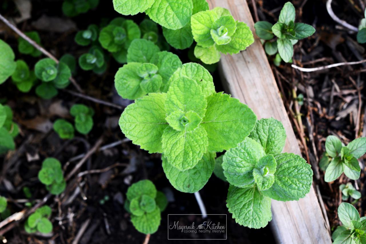 Lemon Balm - Mayernik Garden - Mayernik Kitchen