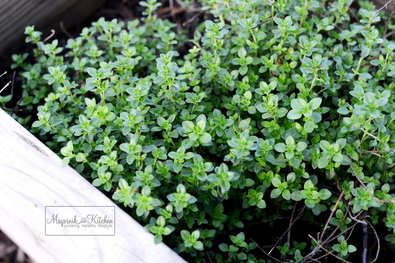 Thyme - Mayernik Garden - Mayernik Kitchen