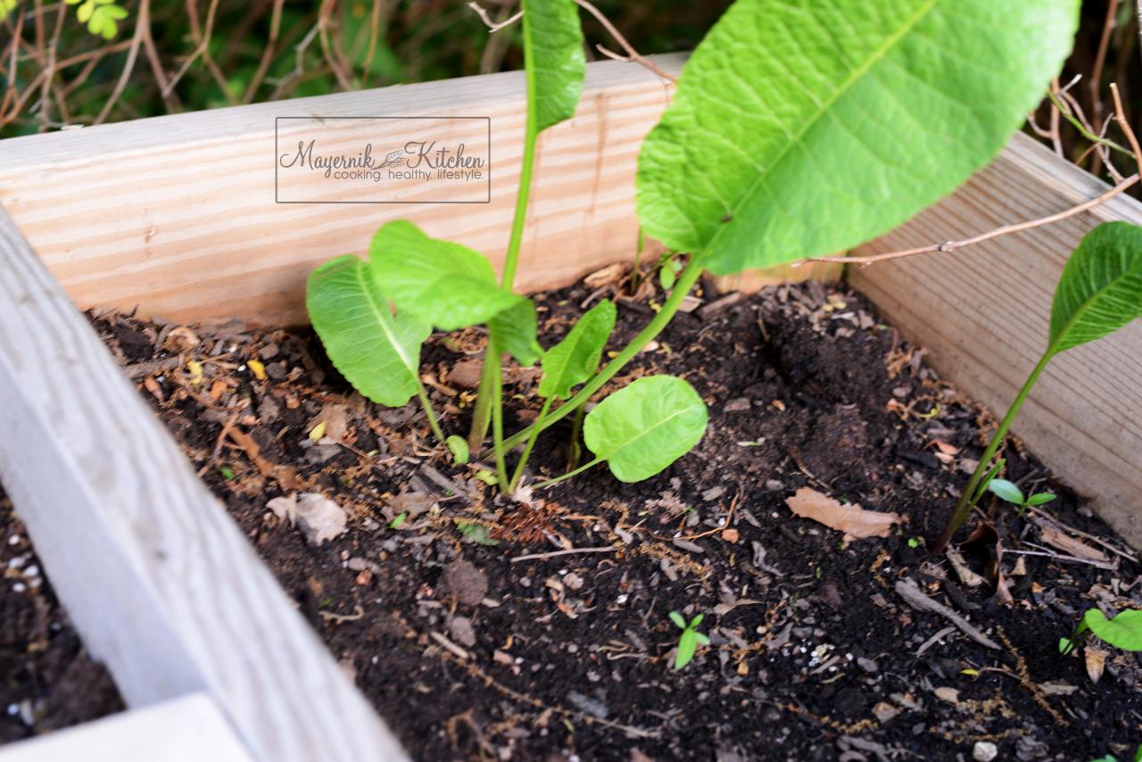 Horseradish - Mayernik Garden - Mayernik Kitchen