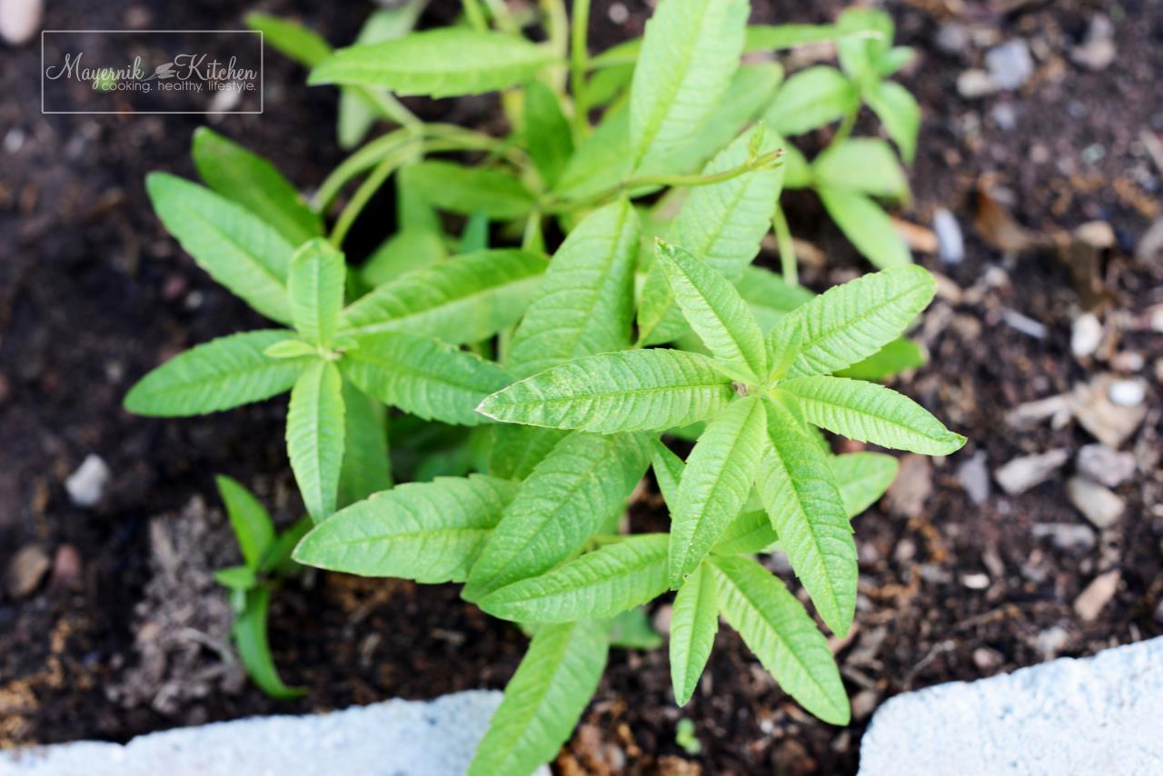 Lemon Verbena- Mayernik Garden - Mayernik Kitchen