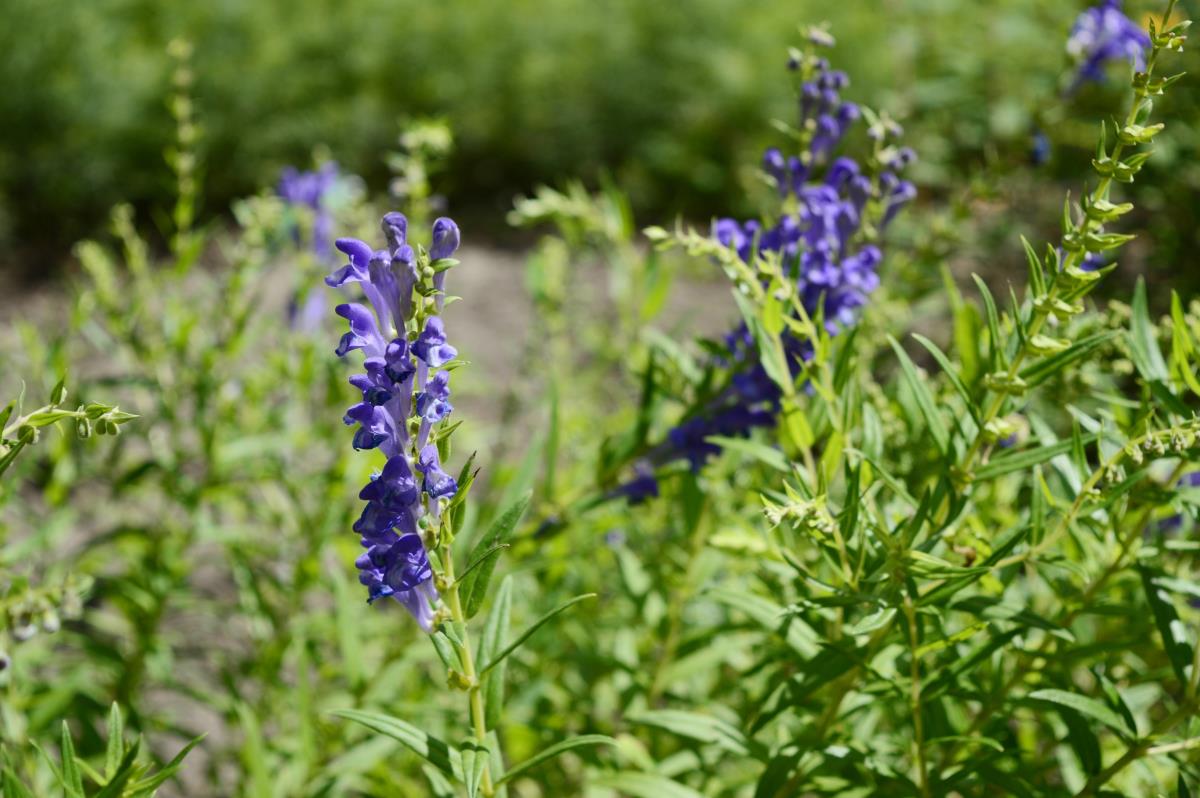 Skullcap plant growing in field