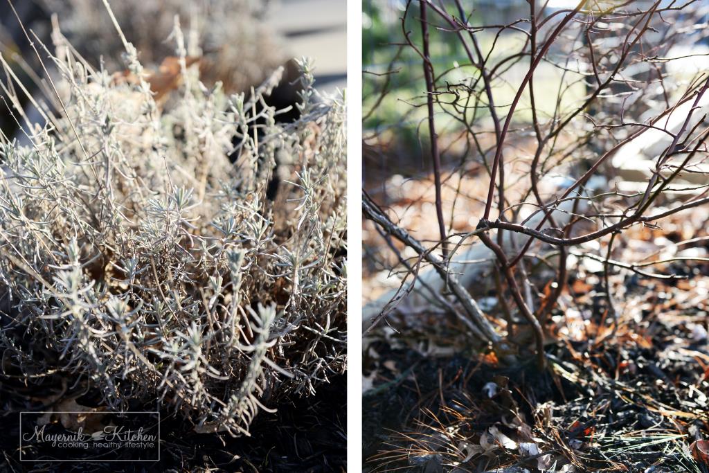 Lavender and Blueberry Bush - Mayernik Garden 