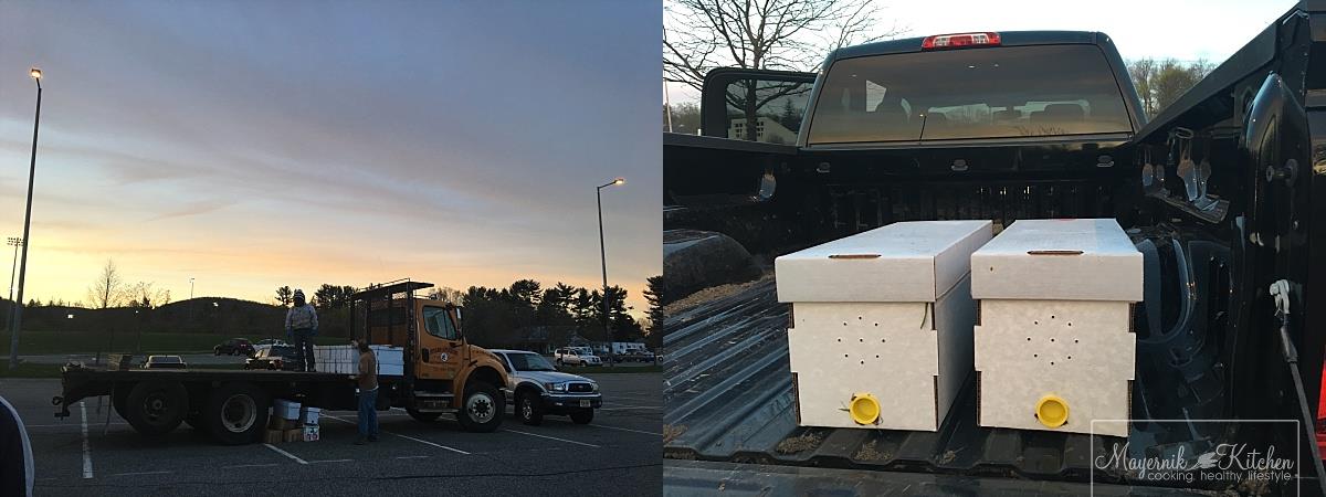 Bee Pick Up - Stiles Apiaries - Mayernik Kitchen