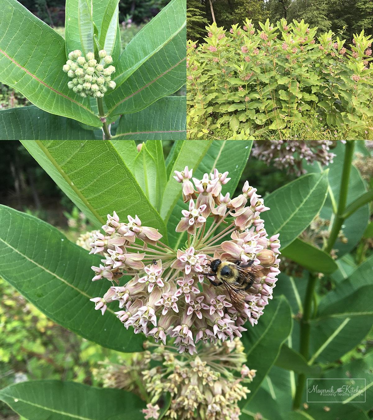 Flowering Common Milkweed - New Jersey - Mayernik Kitchen