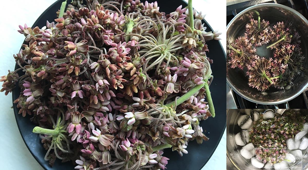 Blanching Common Milkweed - Milkweed in Flower - Mayernik Kitchen