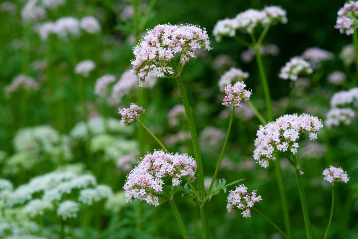 flowering valerian plant growing in the field