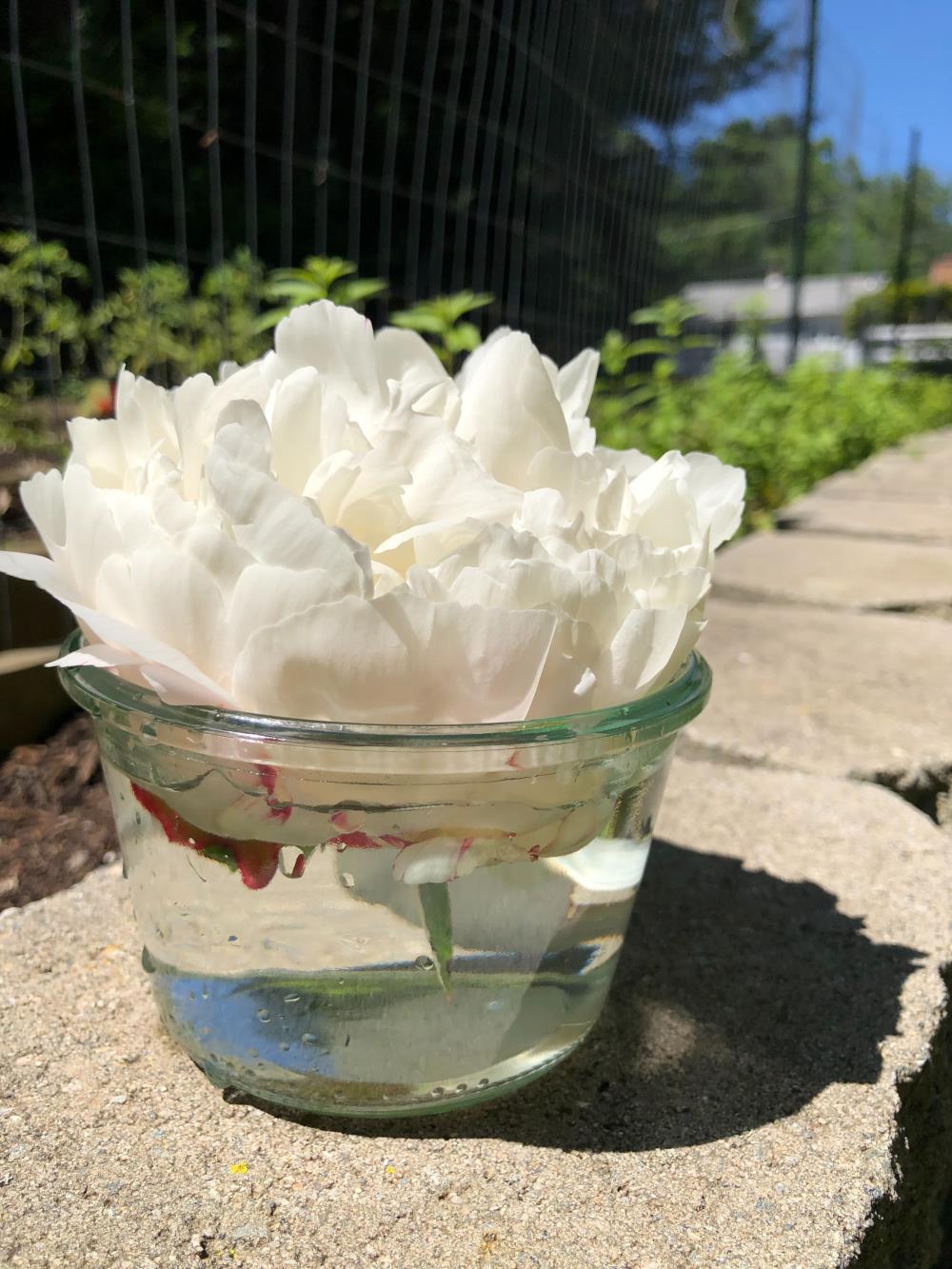 White Peony Flower Essence