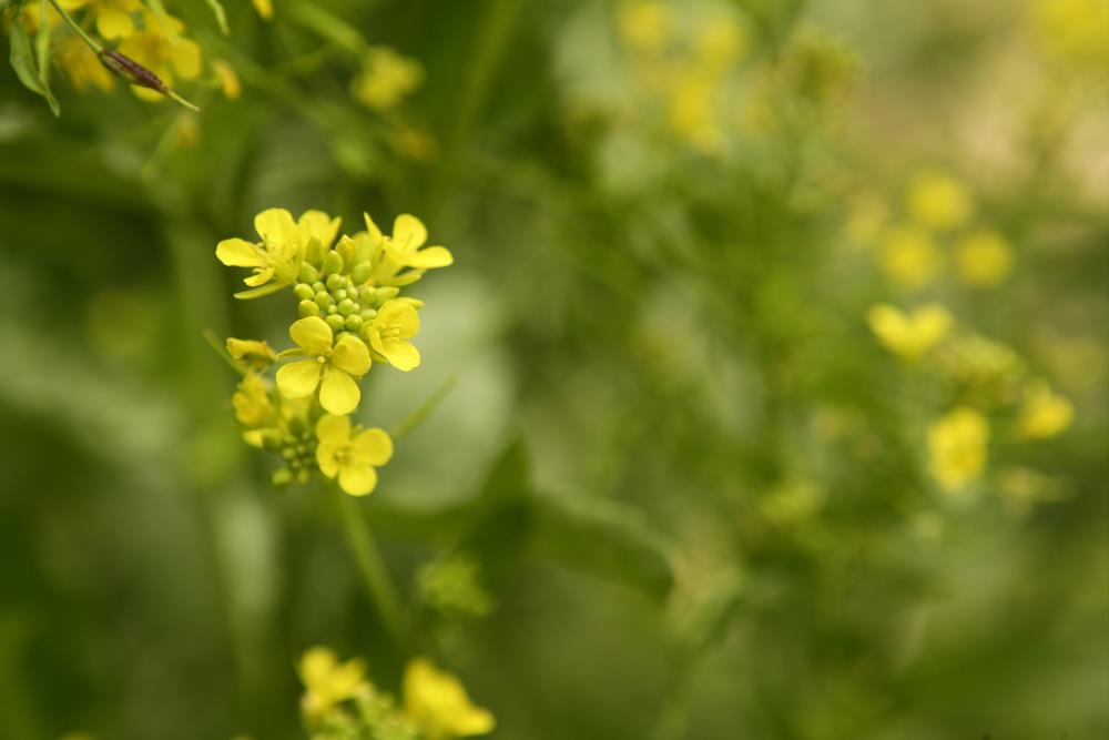 Mustard  Flower Flower Essence