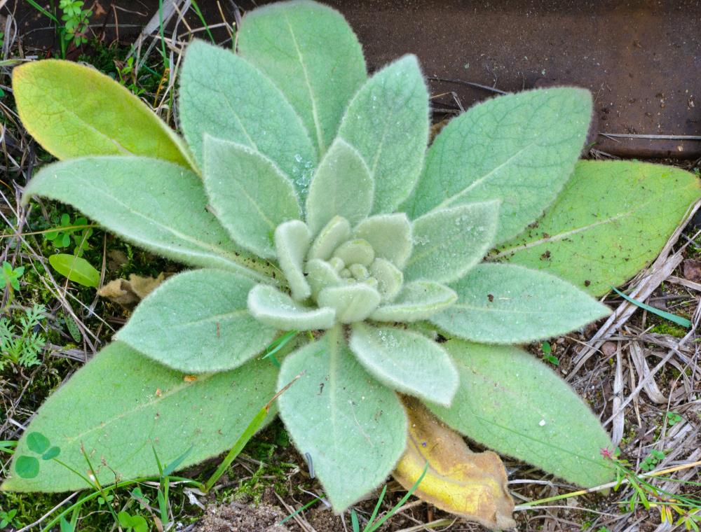 Mullein - Live Plant