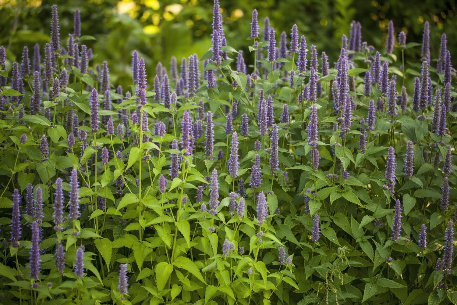 Anise Hyssop - Live Plant