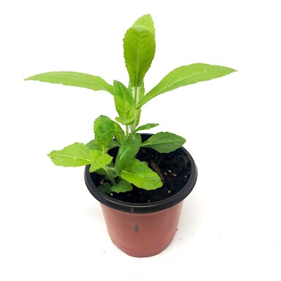 Boneset - Live Plant