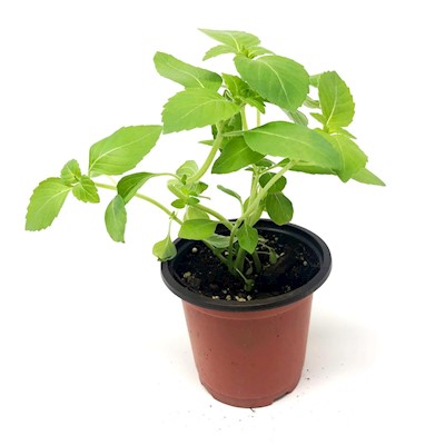 Holy Basil - Live Plant