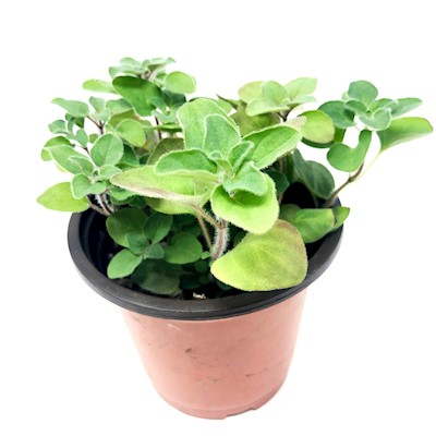 Oregano - Live Plant