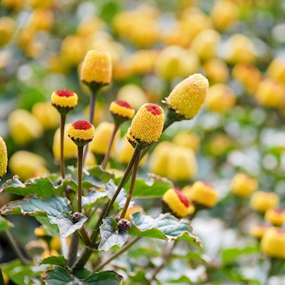 Spilanthes - Live Plant