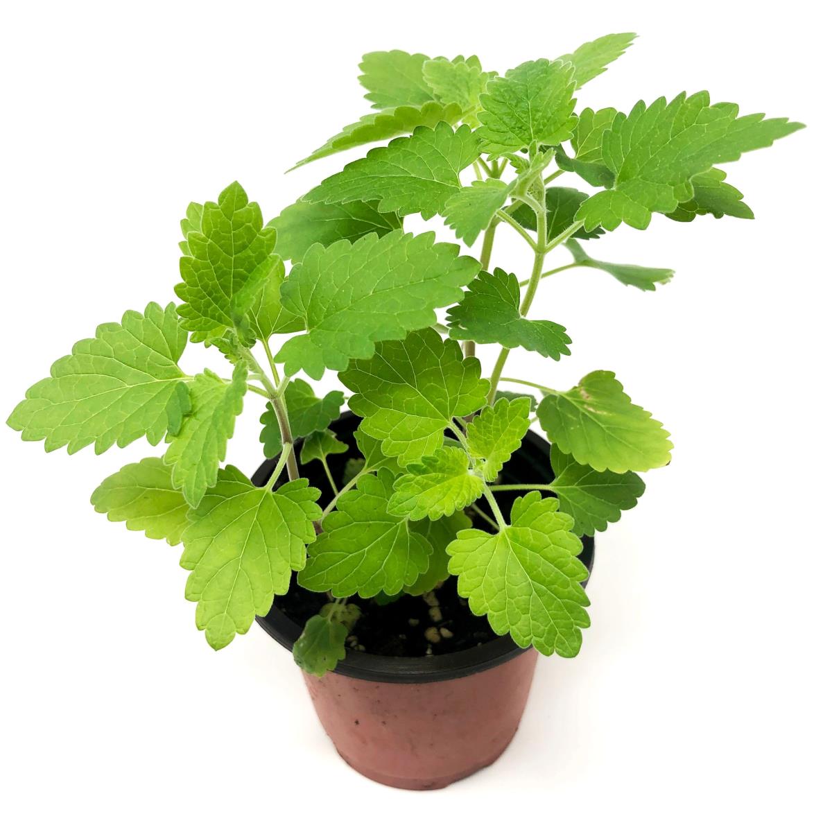 Catnip - Live Plant