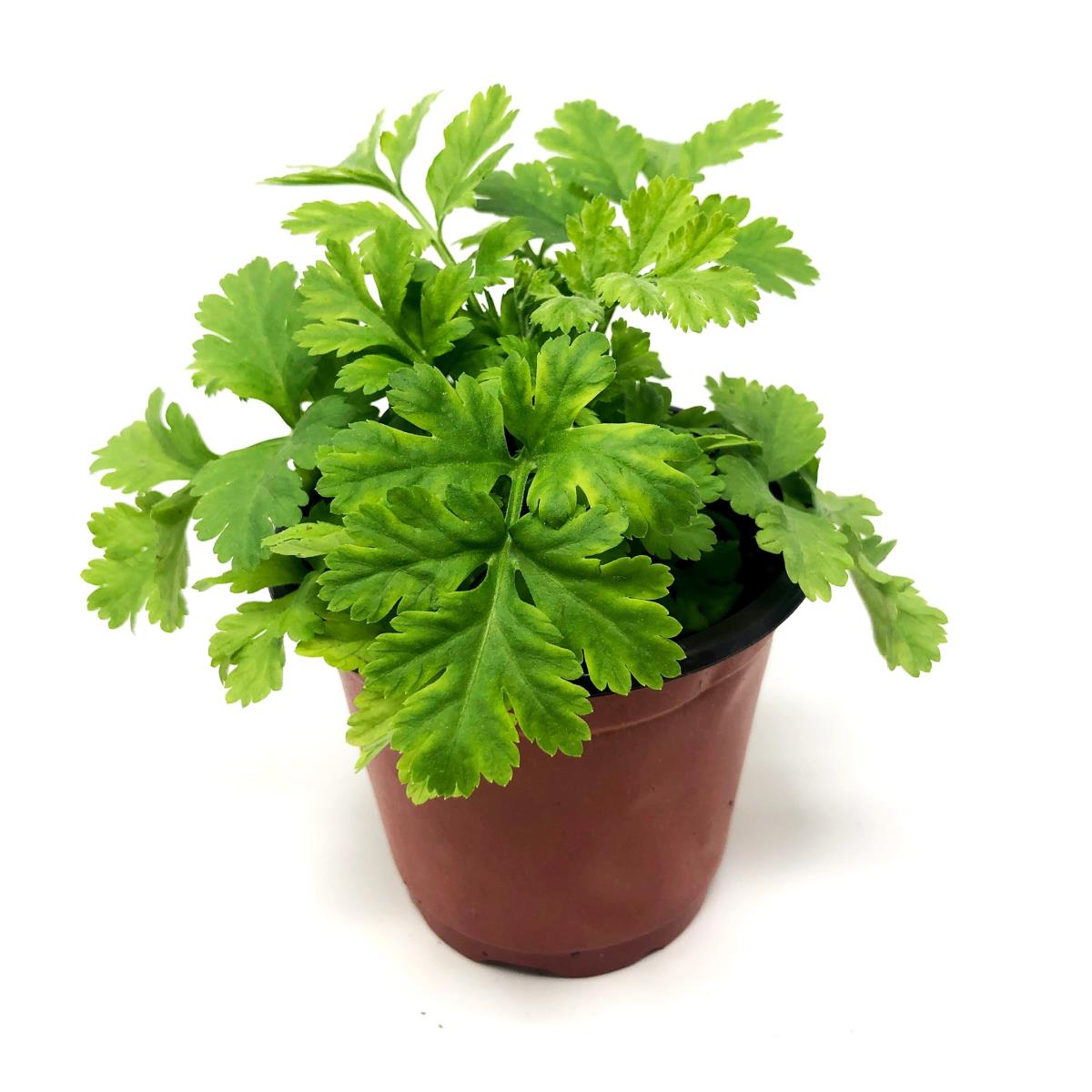 Feverfew - Live Plant