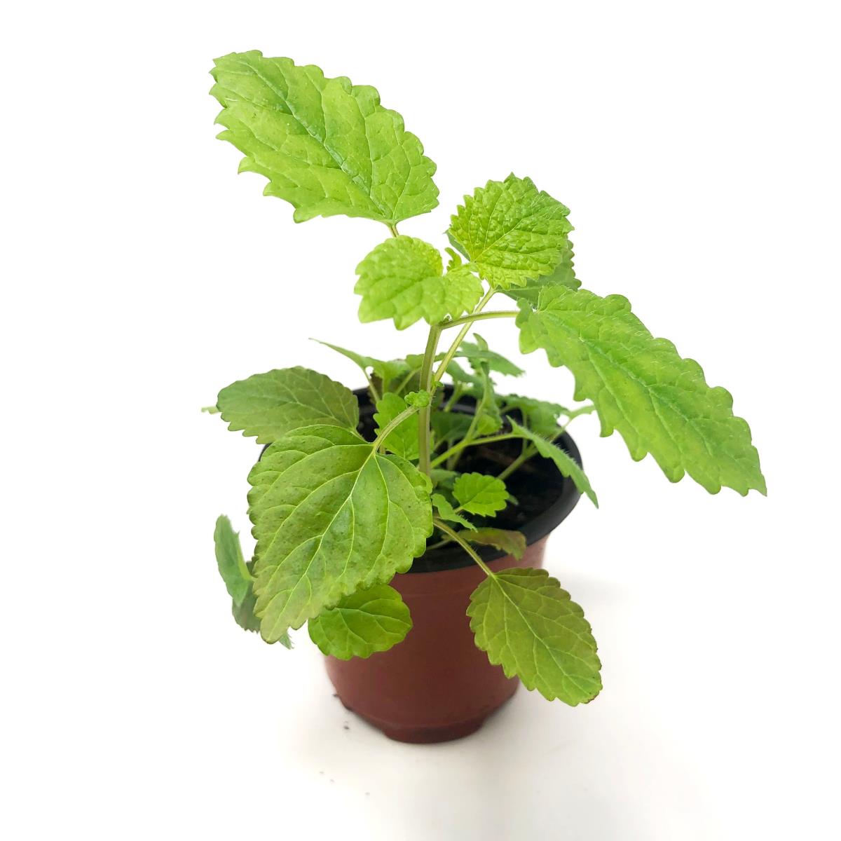 Lemon Balm - Live Plant