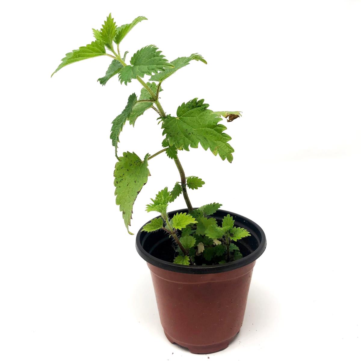 Nettle - Live Plant