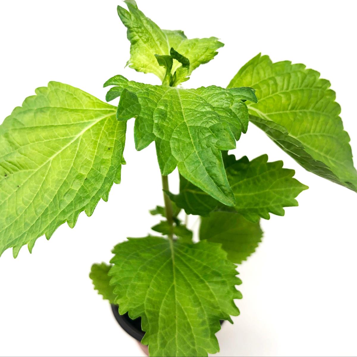 Shiso - Live Plant