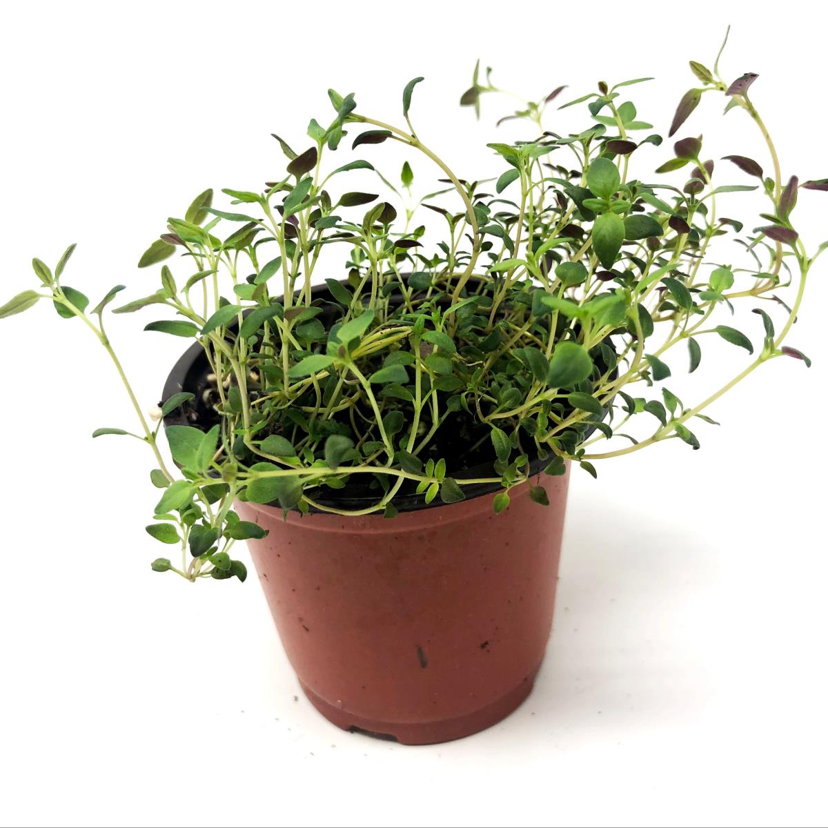 Thyme - Live Plant