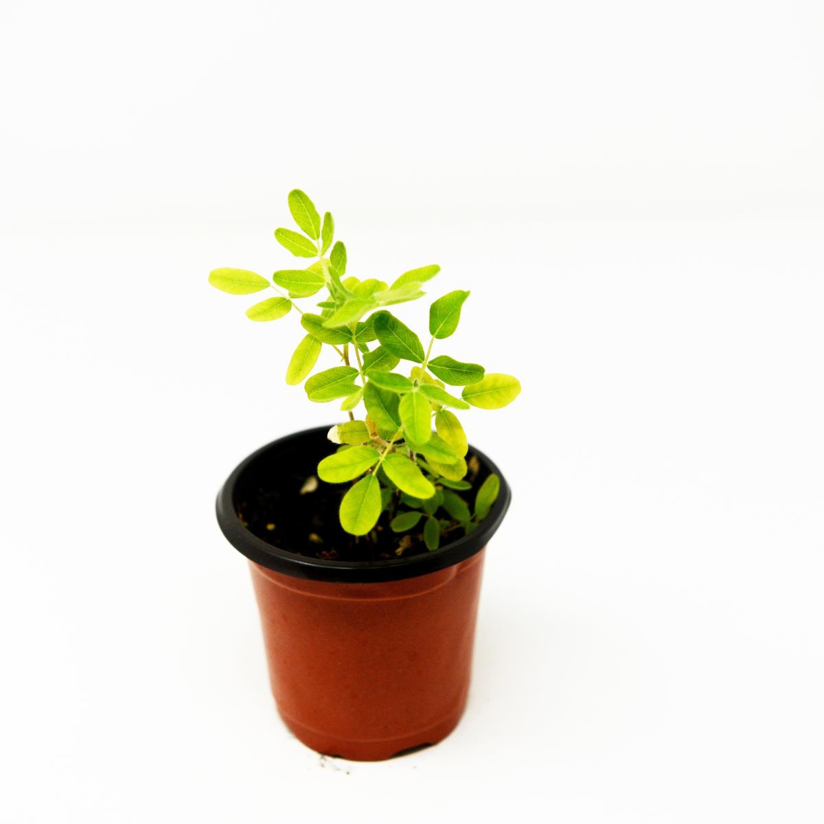 Astragalus - Live Plant
