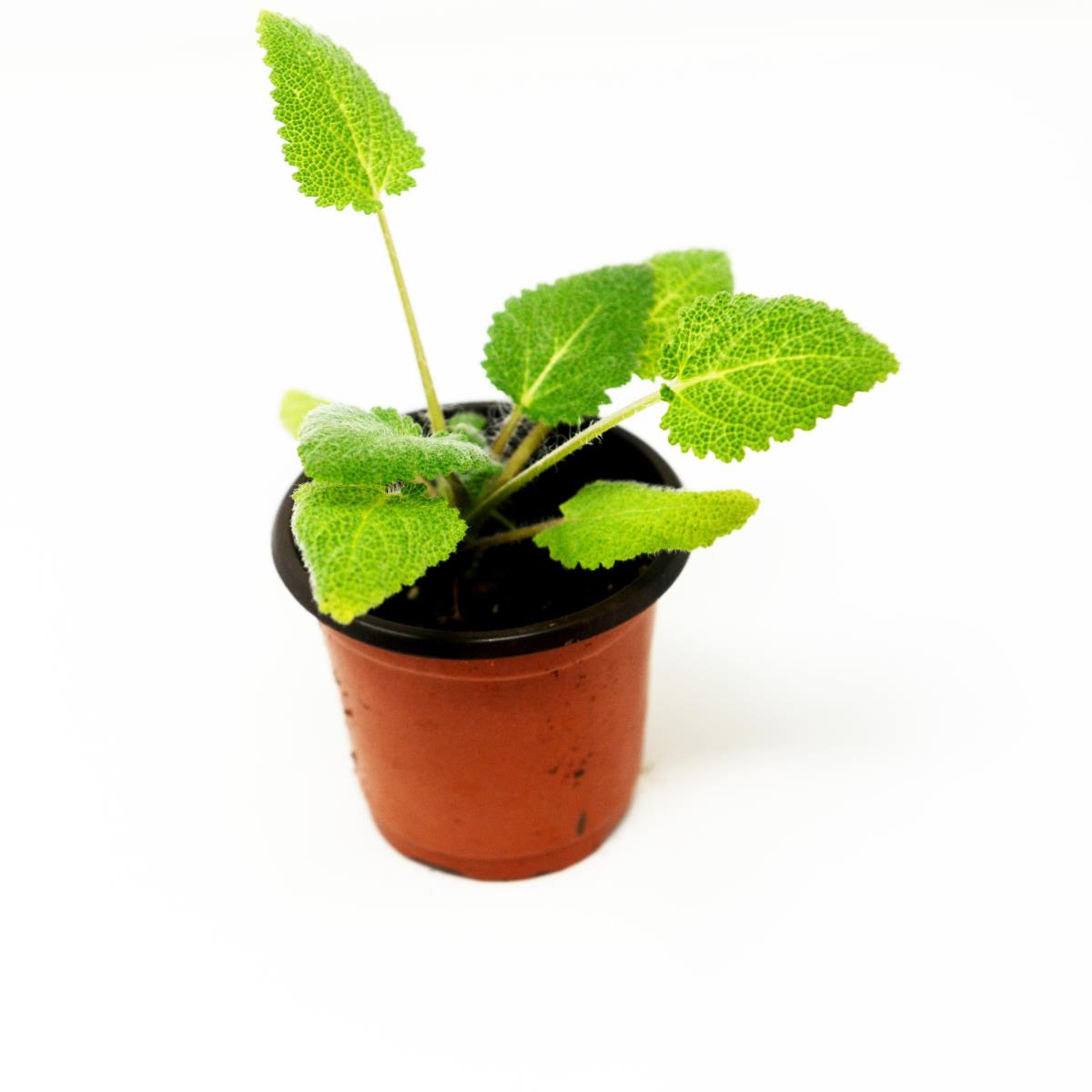 Clary Sage - Live Plant