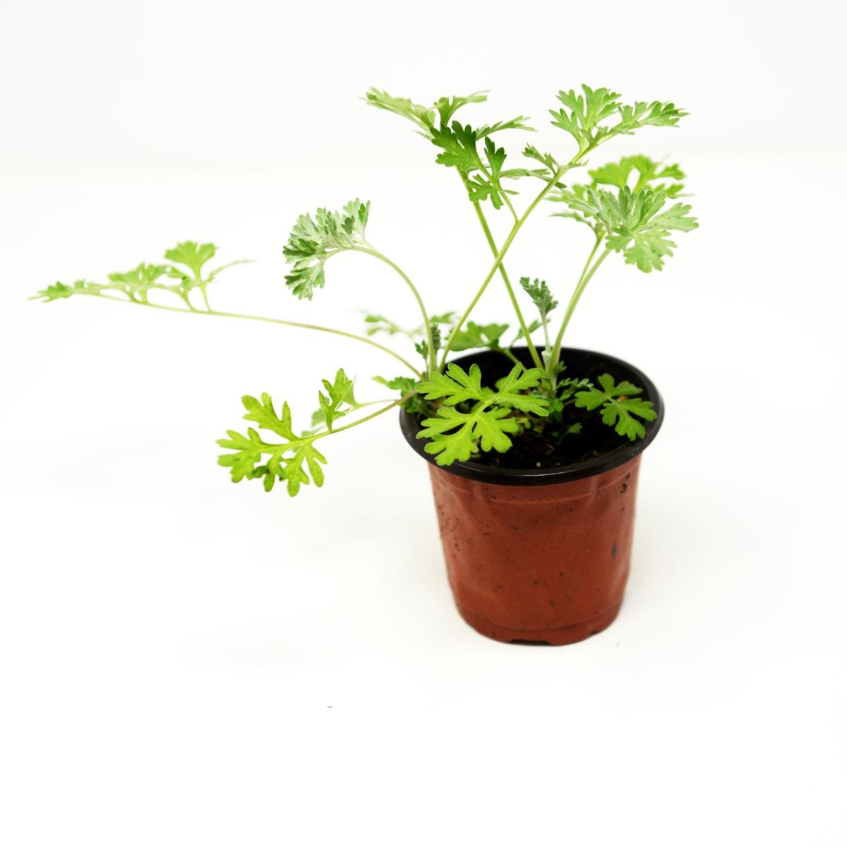 Wormwood - Live Plant