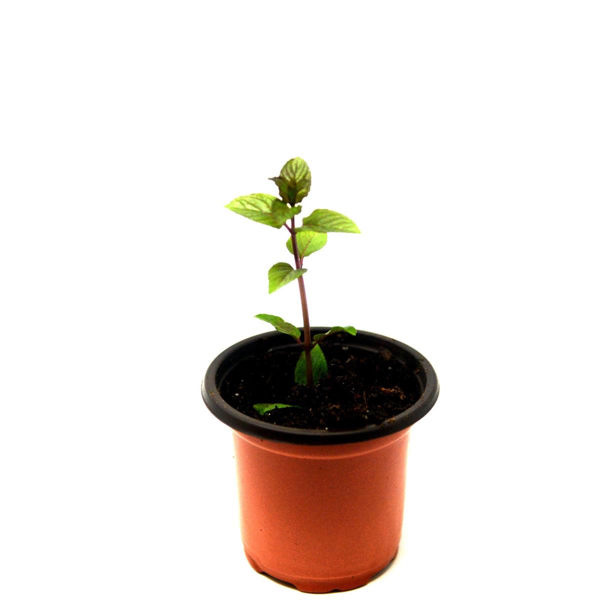 Peppermint - Live Plant