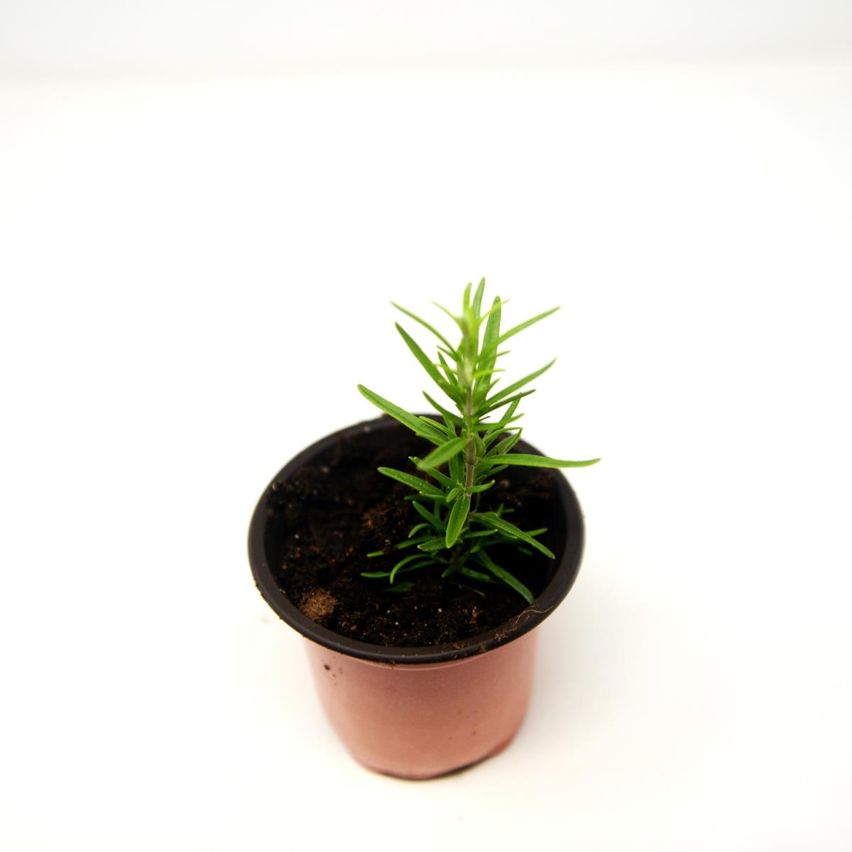 Rosemary - Live Plant