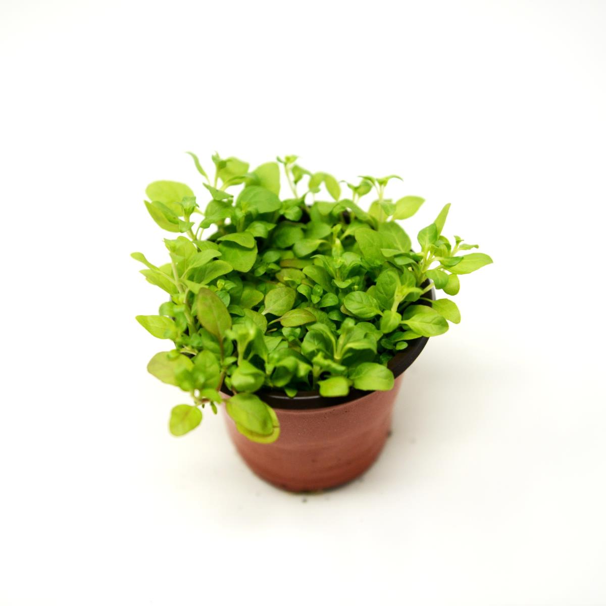 Pennyroyal - Live Plant