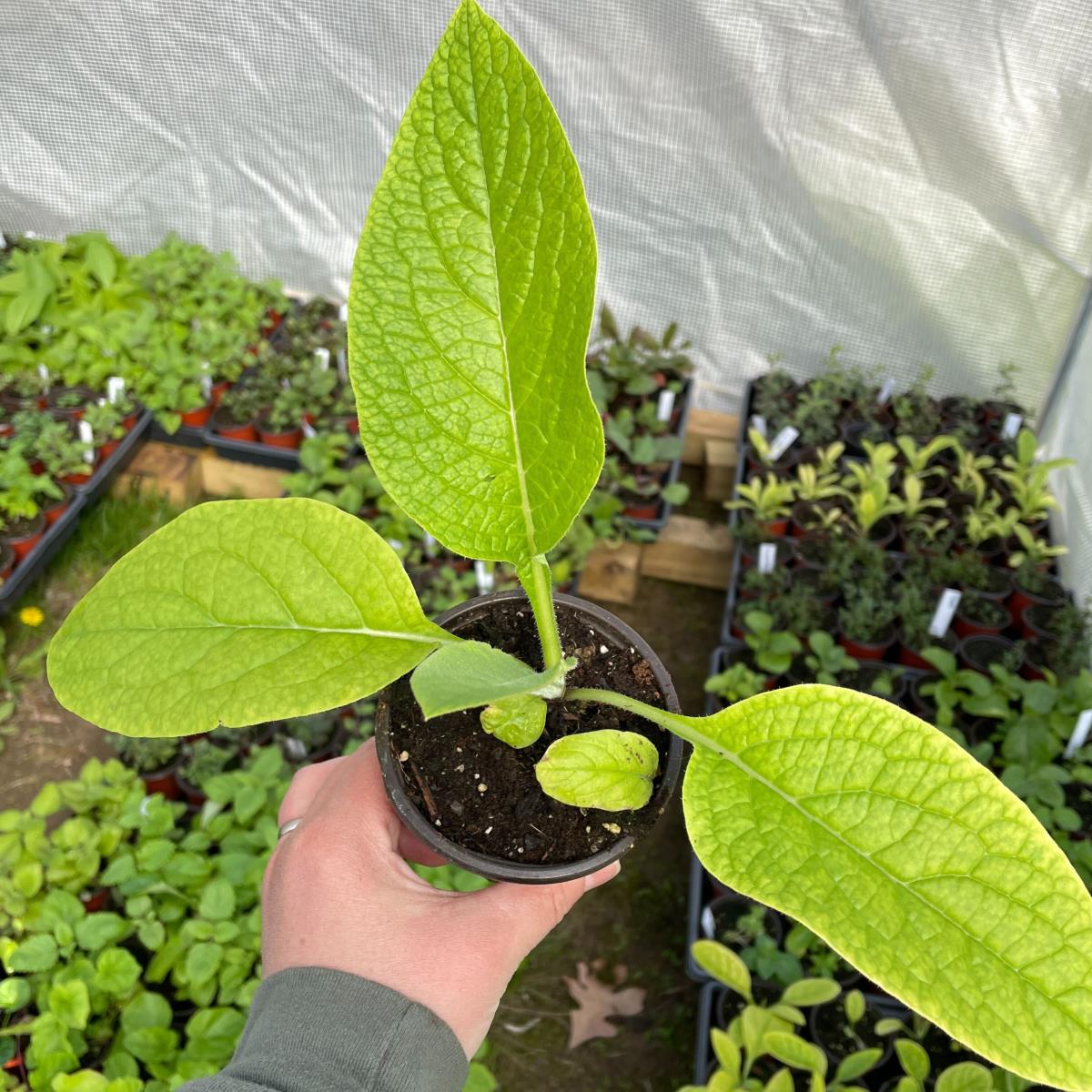 Comfrey - Live Plant