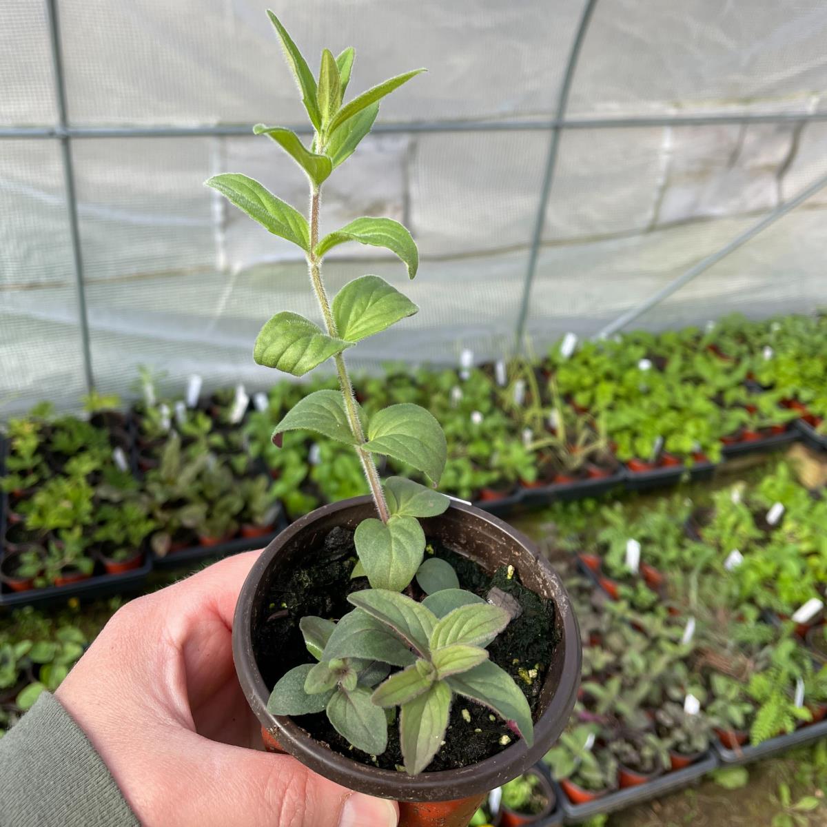 Mountain Mint - Live Plant