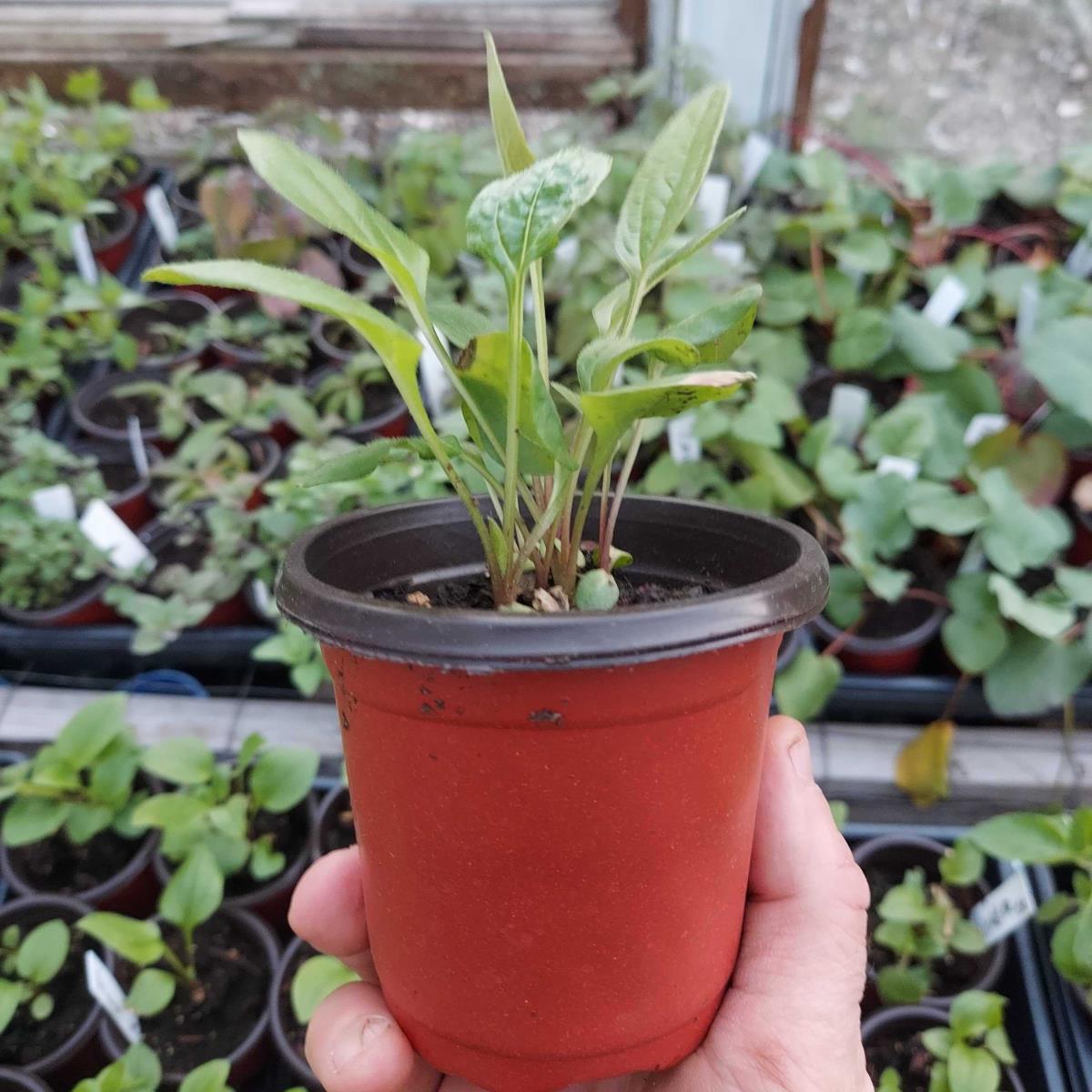 Echinacea - Live Plant
