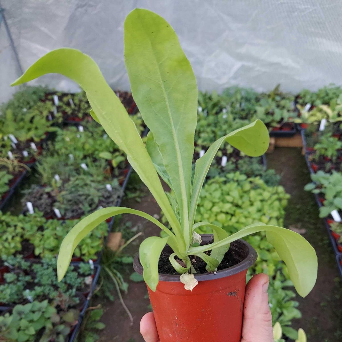 Calendula Live Plant