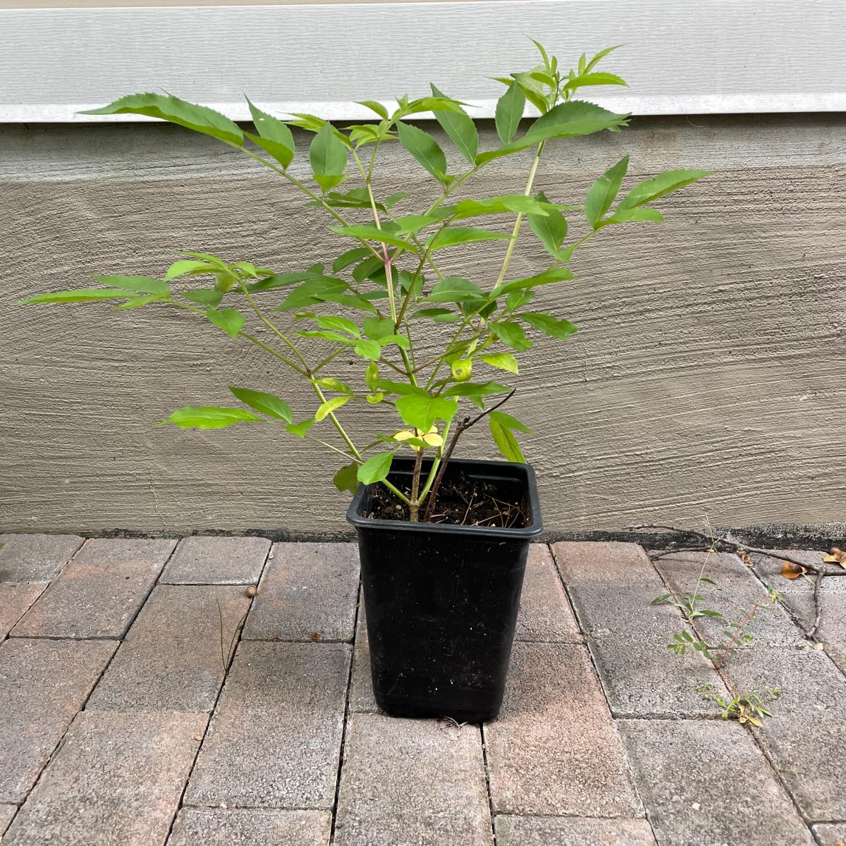 Elderberry - Live Plant