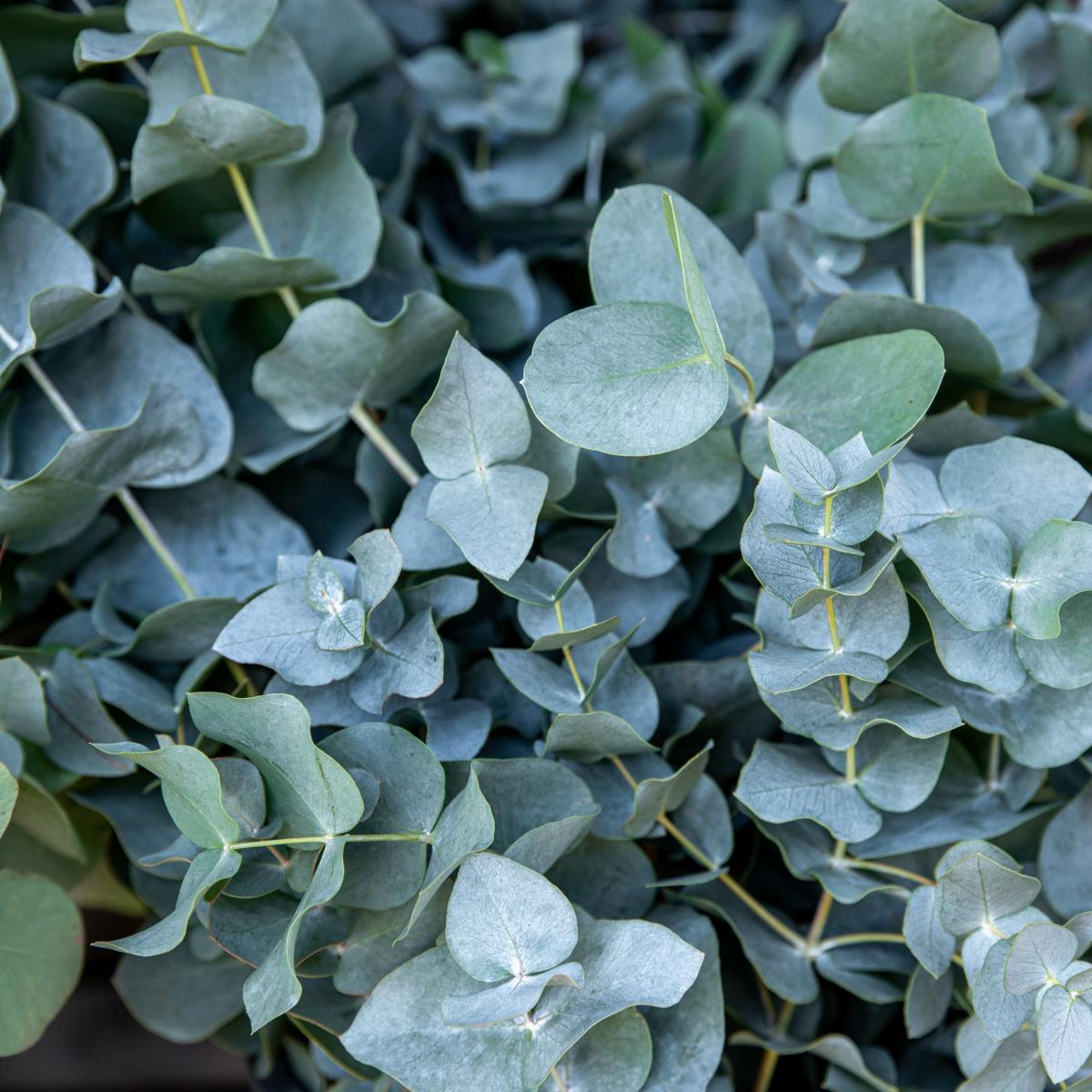 Eucalyptus Tree Leaves