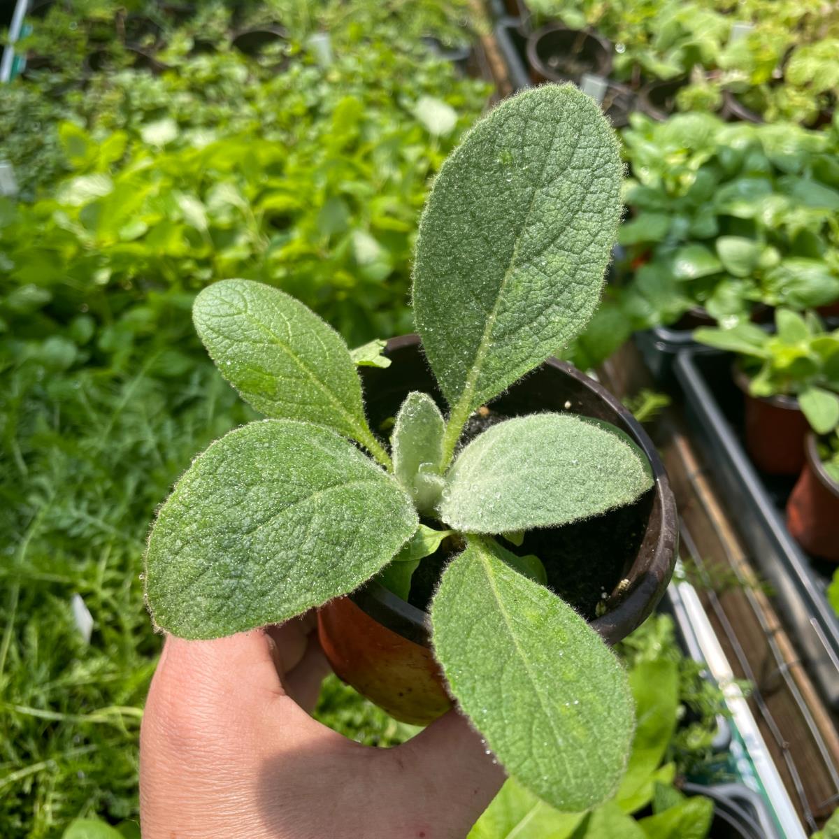 Mullein - Live Plant