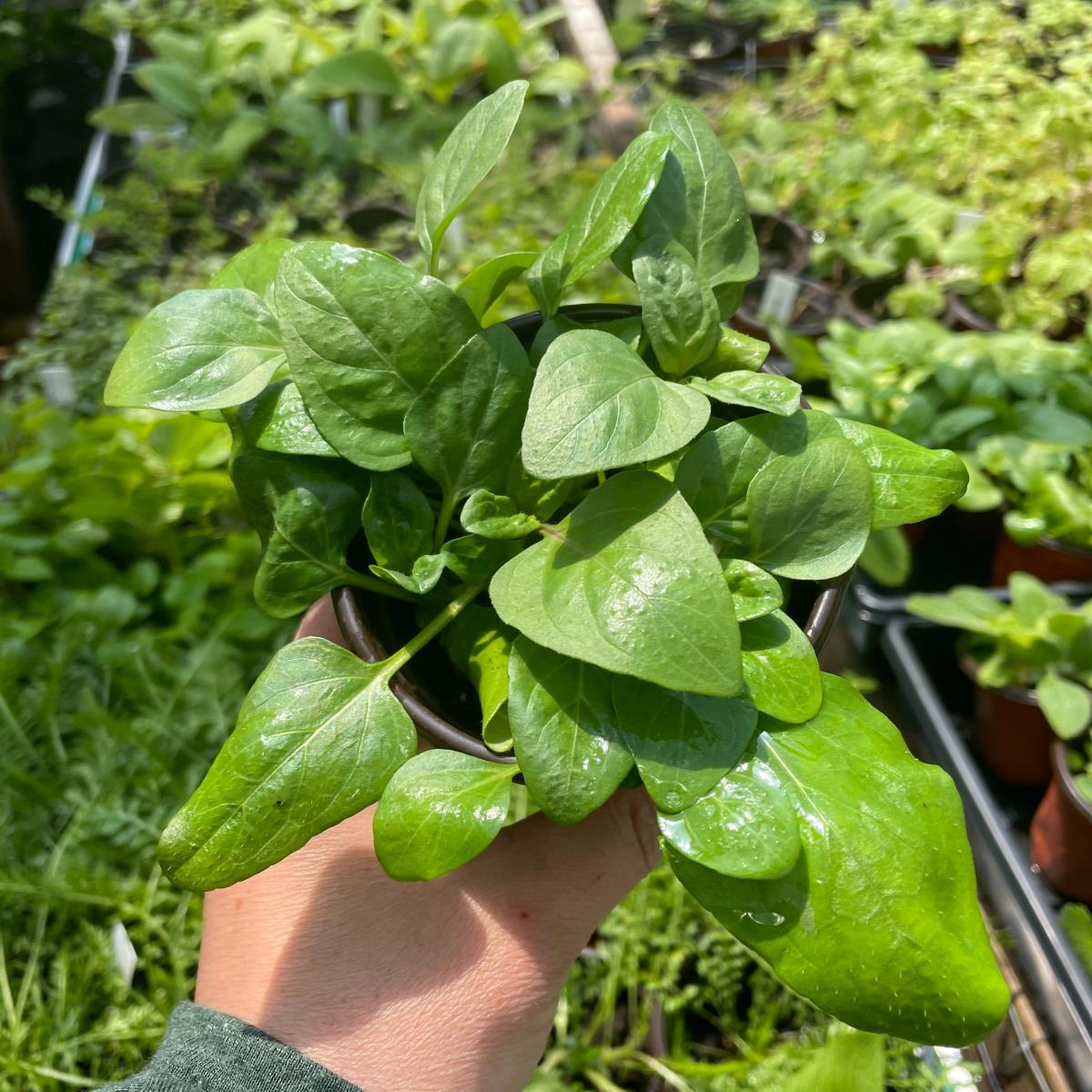 Self Heal - Live Plant