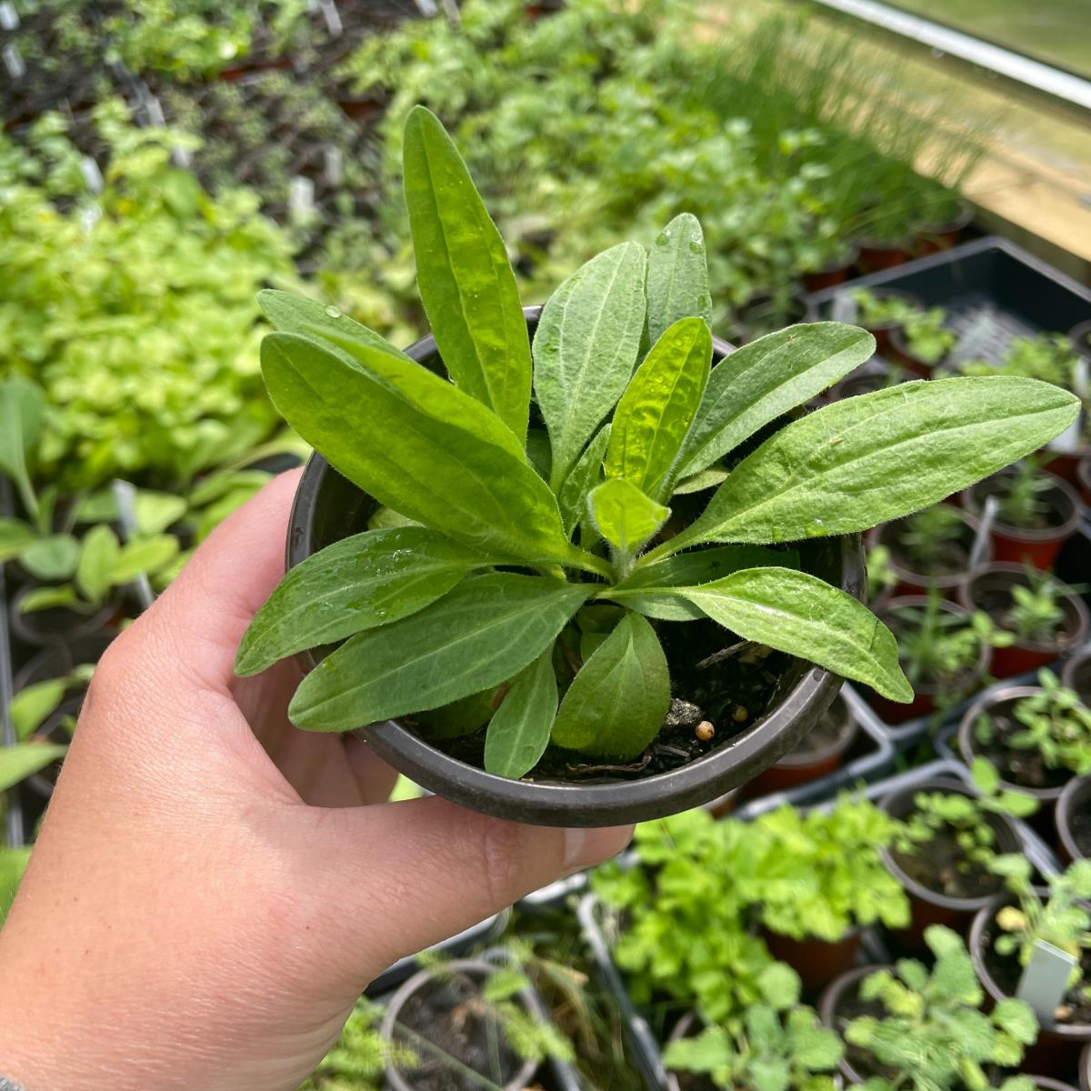 Arnica - Live Plant