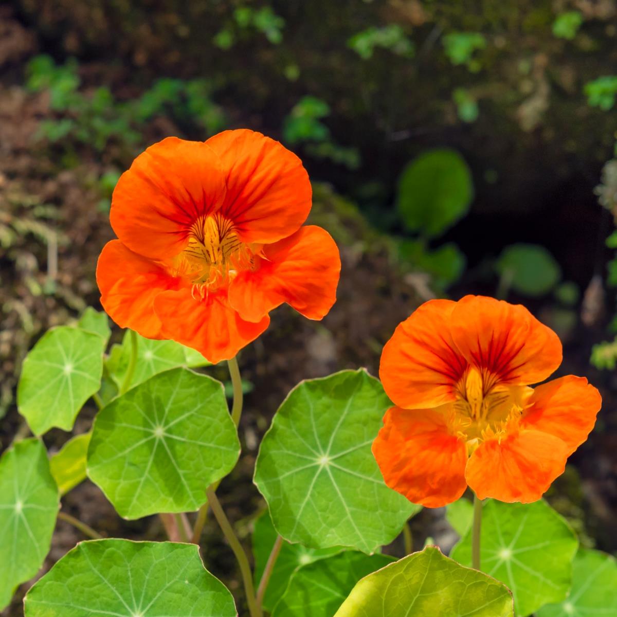 Nasturtium - Live Plant